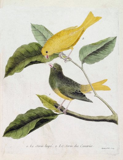 Zoologická mapa (ornitologie): zdola nahoru: serin hupe (serin des canaries nebo serinus canaria) a serin des canaries na větvi. Ilustrace v „Dějiny ptáků, malované v jejich vzhledu a citlivých aspektech“ od Francoise Nico od Francois Nicolas Martinet