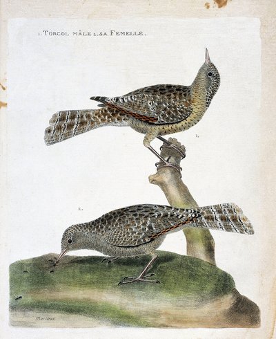 Zoologická mapa (ornitologie): shora dolů: Samec torcol a jeho samice (Torcol Fourmilier nebo Jynx torquilla). Ilustrace v „Dějiny ptáků, malované v jejich vzhledu a citlivých aspektech“ od Francoise Nicolase Martineta (1731-1800). od Francois Nicolas Martinet