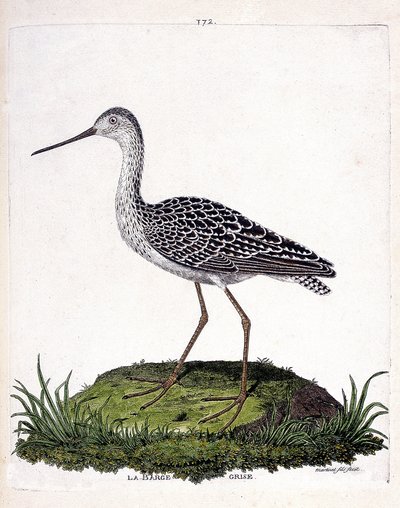 Zoologická mapa (ornitologie): Šedá bárka (červená bárka nebo limosa lapponica). Ilustrace v „Dějiny ptáků, malované v jejich vzhledu a citlivých aspektech“ od Francoise Nicolase Martineta (1731-1800). Soukromá sbírka. od Francois Nicolas Martinet