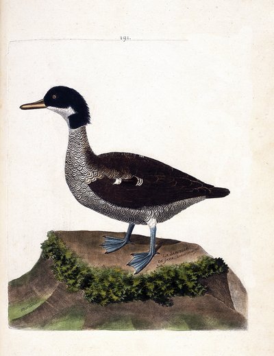 Zoologická mapa (ornitologie): čírka java (čírka šedá nebo anas gibberifrons). Ilustrace v „Dějiny ptáků, malované v jejich vzhledu a citlivých aspektech“ od Francoise Nicolase Martineta (1731-1800). Soukromá sbírka. od Francois Nicolas Martinet
