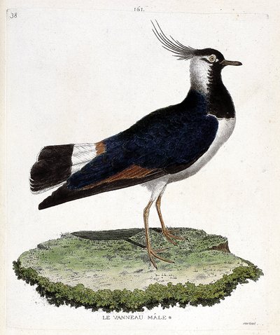 Zoologická mapa (ornitologie): samec jehněčího (looped nebo vanellus vanellus). Ilustrace v „Dějiny ptáků, malované v jejich vzhledu a citlivých aspektech“ od Francoise Nicolase Martineta (1731-1800). Soukromá sbírka. od Francois Nicolas Martinet