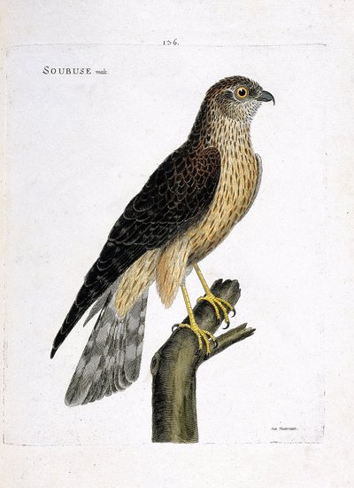 Zoologická mapa (ornitologie): samec subuse (busard saint martin nebo circus cyaneus) na větvi. Ilustrace v „Dějiny ptáků, malované v jejich vzhledu a citlivých aspektech“ od Francoise Nicolase Martineta (1731-1800). Soukromá sbírka. od Francois Nicolas Martinet