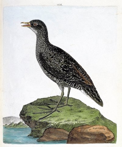 Zoologická mapa (ornitologie): marouette (marouette skvrnitá nebo porzana porzana). Ilustrace v „Dějiny ptáků, malované v jejich vzhledu a citlivých aspektech“ od Francoise Nicolase Martineta (1731-1800). Soukromá sbírka. od Francois Nicolas Martinet