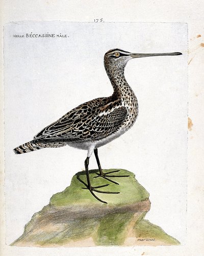 Zoologická mapa (ornitologie): starý samec becassine (becassine bahenní nebo gallinago gallinago). Ilustrace v „Dějiny ptáků, malované v jejich vzhledu a citlivých aspektech“ od Francoise Nicolase Martineta (1731-1800). Soukromá sbírka. od Francois Nicolas Martinet