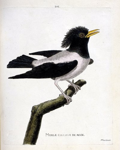 Zoologická mapa (ornitologie): růžový kos (špaček načervenalý nebo sturnus roseus) na větvi. Ilustrace v „Dějiny ptáků, malované v jejich vzhledu a citlivých aspektech“ od Francoise Nicolase Martineta (1731-1800). Soukromá sbírka. od Francois Nicolas Martinet