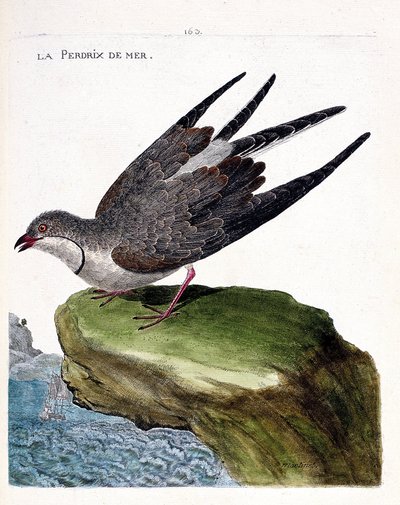 Zoologická mapa (ornitologie): koroptev mořská (glareole a náhrdelník nebo glareola pratincola). Ilustrace v „Dějiny ptáků, malované v jejich vzhledu a citlivých aspektech“ od Francoise Nicolase Martineta (1731-1800). Soukromá sbírka. od Francois Nicolas Martinet