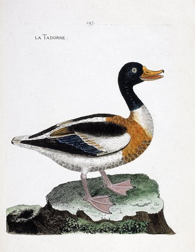 Zoologická mapa (ornitologie): tadorne (tadorne de belon nebo tadorna tadorna). Ilustrace v „Dějiny ptáků, malované v jejich vzhledu a citlivých aspektech“ od Francoise Nicolase Martineta (1731-1800). Soukromá sbírka. od Francois Nicolas Martinet