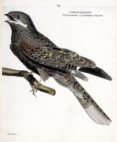 Zoologická mapa (ornitologie): angulvent (Noční jestřáb nebo caprimulgus europaeus) na větvi. Ilustrace v „Dějiny ptáků, malované v jejich vzhledu a citlivých aspektech“ od Francoise Nicolase Martineta (1731-1800). Soukromá sbírka od Francois Nicolas Martinet
