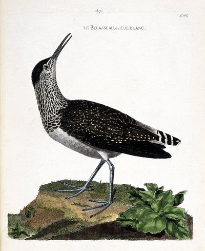 Zoologická mapa (ornitologie): zobák nebo cul-blanc (bílý zadek, culblanc rytíř nebo Tringa ochropus). Ilustrace v „Dějiny ptáků, malované v jejich vzhledu a citlivých aspektech“ od Francoise Nicolase Martineta (1731-1800). Soukromá sbírka od Francois Nicolas Martinet