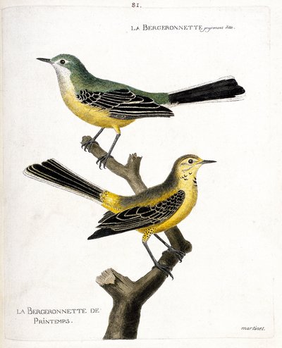 Zoologická mapa (ornitologie): samotná bergeronette a jarní bergeronette (jarní bergeronnette nebo motacilla flava) na větvi. Ilustrace v „Dějiny ptáků, malované v jejich vzhledových a citlivých aspektech“ od Francoise Nicolase Ma od Francois Nicolas Martinet