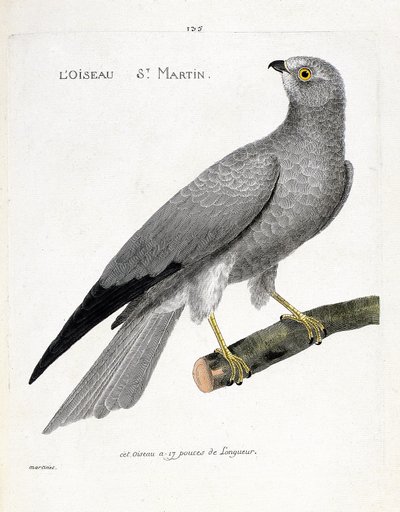 Zoologická mapa (ornitologie): pták saint martin (busard saint martin nebo circus cyaneus) na větvi. Ilustrace v „Dějiny ptáků, malované v jejich vzhledu a citlivých aspektech“ od Francoise Nicolase Martineta (1731-1800). Soukromá sbírka od Francois Nicolas Martinet