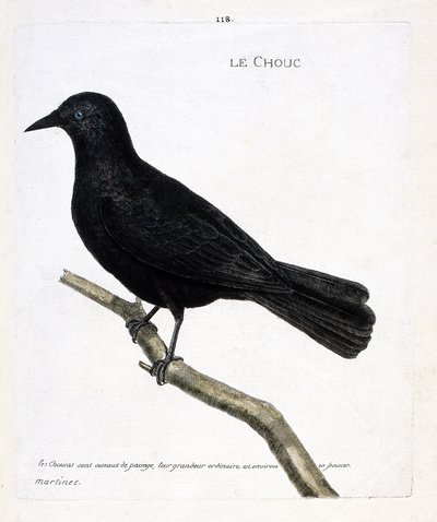 Zoologická mapa (ornitologie): zelí (zelí z věží nebo corvus monedula) na větvi. Ilustrace v „Dějiny ptáků, malované v jejich vzhledu a citlivých aspektech“ od Francoise Nicolase Martineta (1731-1800). Soukromá sbírka. od Francois Nicolas Martinet