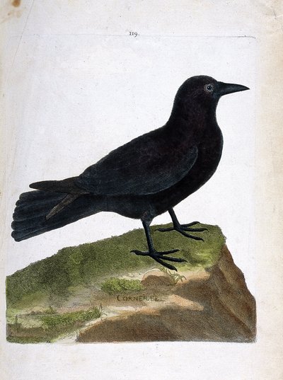 Zoologická mapa (ornitologie): vrána (černá vrána nebo corvus corone). Ilustrace v „Dějiny ptáků, malované v jejich vzhledu a citlivých aspektech“ od Francoise Nicolase Martineta (1731-1800). Soukromá sbírka. od Francois Nicolas Martinet