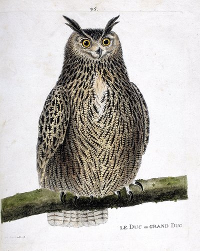 Zoologická mapa (ornitologie): vévoda nebo velkovévoda (velkovévoda nebo bubo bubo) na větvi. Ilustrace v „Dějiny ptáků, malované v jejich vzhledu a citlivých aspektech“ od Francoise Nicolase Martineta (1731-1800). Soukromá sbírka. od Francois Nicolas Martinet