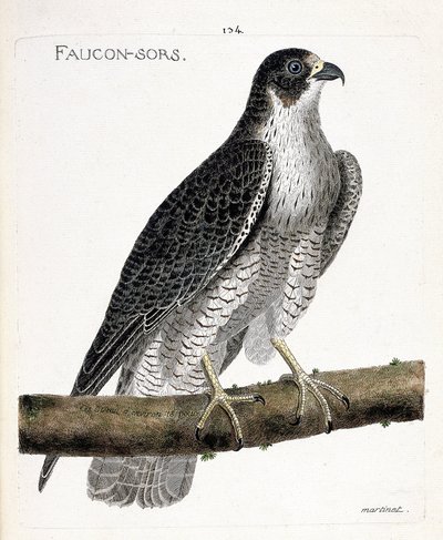 Zoologická mapa (ornitologie): sokol vychází nebo sokol (sokol pelerine nebo falco peregrinus) na větvi. Ilustrace v „Dějiny ptáků, malované v jejich vzhledu a citlivých aspektech“ od Francoise Nicolase Martineta (1731-1800). Pří od Francois Nicolas Martinet