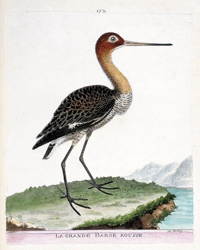 Zoologická mapa (ornitologie): velká červená bárka (černoocasá bárka nebo limosa limosa). Ilustrace v „Dějiny ptáků, malované v jejich vzhledu a citlivých aspektech“ od Francoise Nicolase Martineta (1731-1800). Soukromá sbírka. od Francois Nicolas Martinet