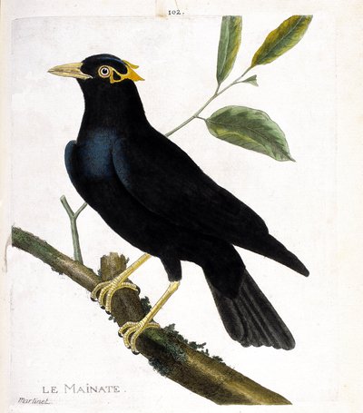 Zoologická mapa (ornitologie): mainate (náboženský mainate nebo gracula religiosa) na větvi. Ilustrace v „Dějiny ptáků, malované v jejich vzhledu a citlivých aspektech“ od Francoise Nicolase Martineta (1731-1800). Soukromá sbírka. od Francois Nicolas Martinet