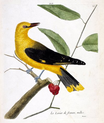 Zoologická mapa (ornitologie): samec loriota francouzského (loriot evropský nebo oriolus oriolus) na větvi. Ilustrace v „Dějiny ptáků, malované v jejich vzhledu a citlivých aspektech“ od Francoise Nicolase Martineta (1731-1800). Soukromá sbírka od Francois Nicolas Martinet