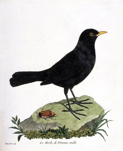 Zoologická mapa (ornitologie): samec kosa (kos černý nebo turdus merula). Ilustrace v „Dějiny ptáků, malované v jejich vzhledu a citlivých aspektech“ od Francoise Nicolase Martineta (1731-1800). Soukromá sbírka. od Francois Nicolas Martinet