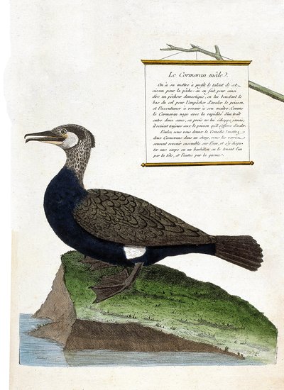 Zoologická mapa (ornitologie): samec kormorána (kormorán velký nebo phalacrocorax carbo). Ilustrace v „Dějiny ptáků, malované v jejich vzhledu a citlivých aspektech“ od Francoise Nicolase Martineta (1731-1800). Soukromá sbírka. od Francois Nicolas Martinet