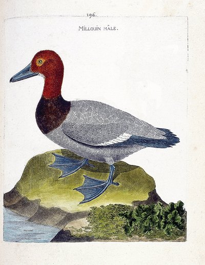 Zoologická mapa (ornitologie): samec Millouin (scaup nebo Aythia ferina). Ilustrace v „Dějiny ptáků, malované v jejich vzhledu a citlivých aspektech“ od Francoise Nicolase Martineta (1731-1800). Soukromá sbírka. od Francois Nicolas Martinet