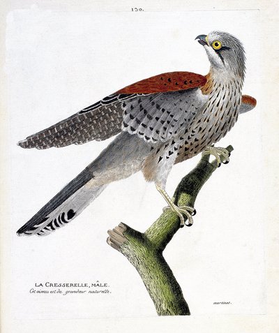 Zoologická mapa (ornitologie): samec řeřichy (jestřáb obecný nebo falco tinnunculus) na větvi. Ilustrace v „Dějiny ptáků, malované v jejich vzhledu a citlivých aspektech“ od Francoise Nicolase Martineta (1731-1800). Soukromá sbírka. od Francois Nicolas Martinet