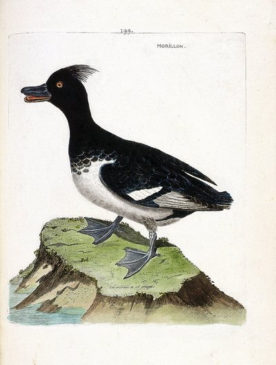 Zoologická mapa (ornitologie): morillon (Scaup morillon nebo Aythia fuligula). Ilustrace v „Dějiny ptáků, malované v jejich vzhledu a citlivých aspektech“ od Francoise Nicolase Martineta (1731-1800). Soukromá sbírka. od Francois Nicolas Martinet