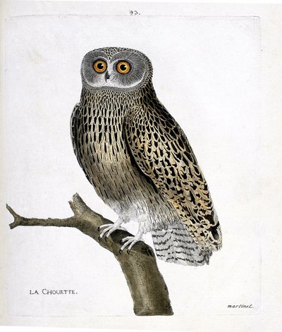 Zoologická mapa (ornitologie): sova (hulotte owl nebo strix aluco) na větvi. Ilustrace v „Dějiny ptáků, malované v jejich vzhledu a citlivých aspektech“ od Francoise Nicolase Martineta (1731-1800). Soukromá sbírka. od Francois Nicolas Martinet