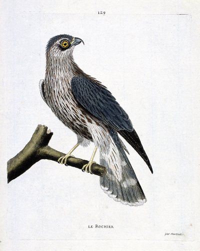 Zoologická mapa (ornitologie): skála (emerillon falcon nebo falco colombarius) na větvi. Ilustrace v „Dějiny ptáků, malované v jejich vzhledu a citlivých aspektech“ od Francoise Nicolase Martineta (1731-1800). Soukromá sbírka. od Francois Nicolas Martinet