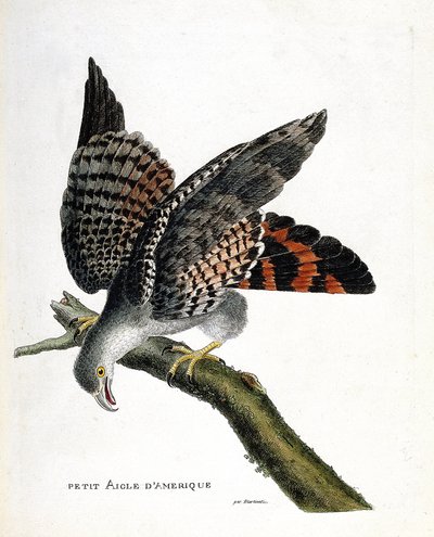Zoologická mapa (ornitologie): malý americký orel (buvol buvol nebo cirkusový buvol) na větvi. Ilustrace v „Dějiny ptáků, malované v jejich vzhledu a citlivých aspektech“ od Francoise Nicolase Martineta (1731-1800). Soukromá sbírka od Francois Nicolas Martinet