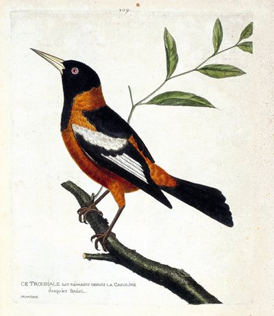 Zoologická mapa (ornitologie): troupiale (troupiale žluva nebo ikterus icterus) na větvi. Ilustrace v „Dějiny ptáků, malované v jejich vzhledu a citlivých aspektech“ od Francoise Nicolase Martineta (1731-1800). Soukromá sbírka. od Francois Nicolas Martinet