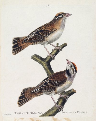 Zoologická mapa (ornitologie): vrabec lesní nebo reliéf (Hudson vrabec nebo spizea arborea) a jeho samice (vrabec reliéfní nebo petronia petronia). Ilustrace v „Dějiny ptáků, malované v jejich vzhledu a citlivých aspektech“ od Franca od Francois Nicolas Martinet
