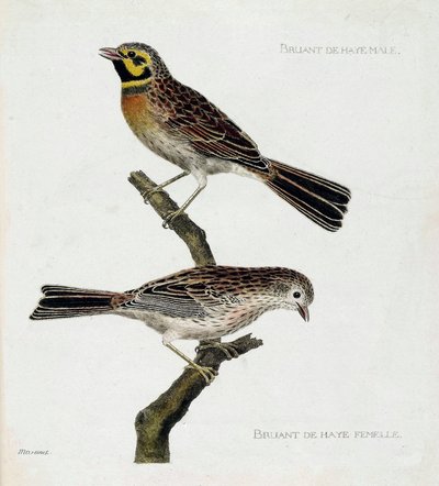 Zoologická mapa (ornitologie): shora dolů: Samec a samice vrabců haagských (zizi nebo emberiza cirlus) na větvi. Ilustrace v „Dějiny ptáků, malované v jejich vzhledu a citlivých aspektech“ od Francoise Nicolase Martineta (1731-1800). Priv od Francois Nicolas Martinet