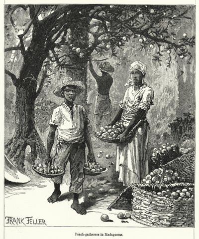 Sběrači broskví na Madagaskaru (rytina) od Frank (after) Feller