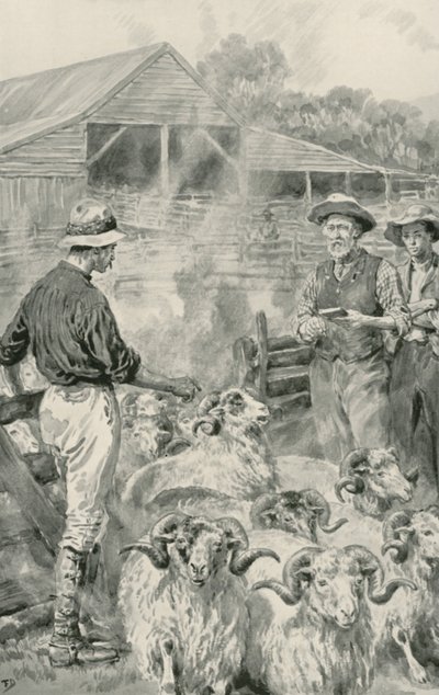 Ovčí stanice na Canterbury Plains od Frank Dadd