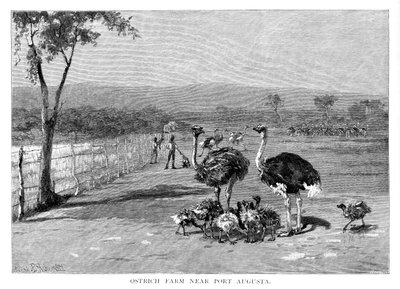 Pštrosí farma poblíž Port Augusta, Jižní Austrálie, 1886 od Frank P. Mahony
