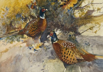 Kohouti bažanti pod bukem, od Frank Southgate