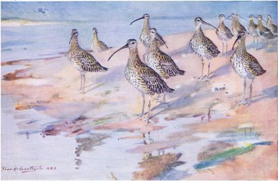 Curlews v Blakeney Point (litho) od Frank Southgate