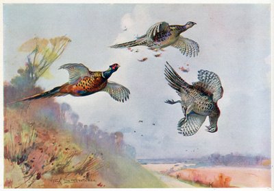 High Bažanti, ilustrace z 