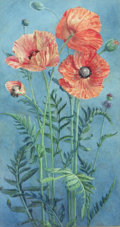 Poppies, 1916 (wc na papíře) od Frank Steeley