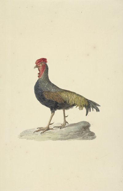 Sonneratův hoen od François Levaillant (circle of)