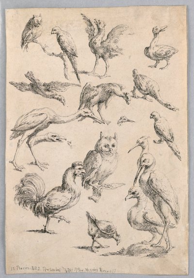 Sortiment ptáků ze "Sbírky různých studií na zvířatech..." od Frans Snyders
