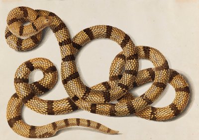 Had, 1770-1780. od Franz Anton von Scheidel