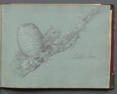 Album s pohledy na Řím a okolí, Krajinářské studie, strana 49a: Studie evergreenu.... od Franz Johann Heinrich Nadorp