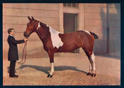 Fotografie koně pořízená objektivem Zeiss Tessar, c1908 od Franz Kuhn