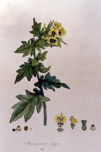 Z "Flora Monacensis" od F. De Paola De Schrank. Mnichov 1816. od Franz Schrank