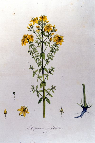 Hypericum neboli třezalka tečkovaná. F. De Paola De Schranka "Flora Monacensis" Mnichov 1816 od Franz Schrank
