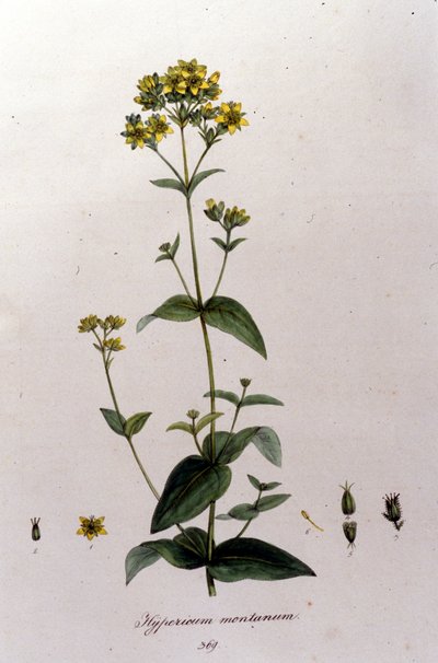 Horské hypericum neboli tisícihlavec (třezalka tečkovaná) z díla F. De Paola De Schranka "Flora Monacensis" Mnichov 1816 od Franz Schrank