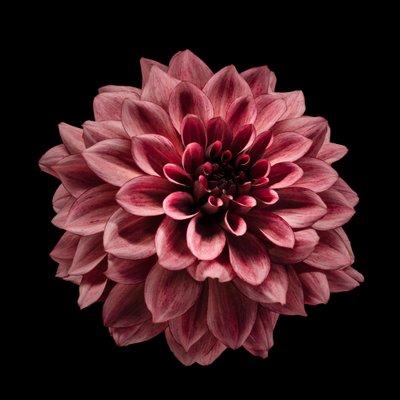 Sytě vínová dahlia od Fred Louwen