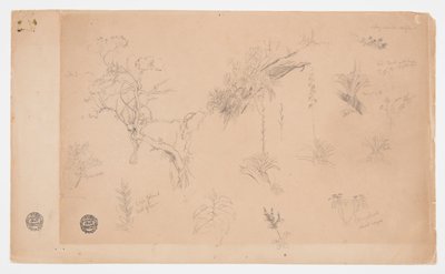 Skupina třinácti botanických studií z Kolumbie nebo Ekvádoru od Frederic Edwin Church